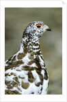 Adult Male White-tiled Ptarmigan (Lagopus Leucurus) in Late Spring Plumage, Northern Rocky Mountains, Alberta by Anonymous