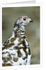 Adult Male White-tiled Ptarmigan (Lagopus Leucurus) in Late Spring Plumage, Northern Rocky Mountains, Alberta by Anonymous