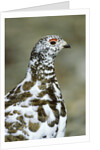 Adult Male White-tiled Ptarmigan (Lagopus Leucurus) in Late Spring Plumage, Northern Rocky Mountains, Alberta by Anonymous