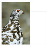 Adult Male White-tiled Ptarmigan (Lagopus Leucurus) in Late Spring Plumage, Northern Rocky Mountains, Alberta by Anonymous