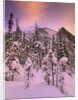 Snow Covered Trees at Lake Louise, Banff National Park, Alberta Canada by Anonymous