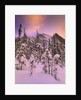 Snow Covered Trees at Lake Louise, Banff National Park, Alberta Canada by Anonymous