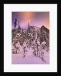 Snow Covered Trees at Lake Louise, Banff National Park, Alberta Canada by Anonymous