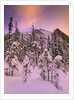 Snow Covered Trees at Lake Louise, Banff National Park, Alberta Canada by Anonymous