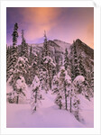 Snow Covered Trees at Lake Louise, Banff National Park, Alberta Canada by Anonymous