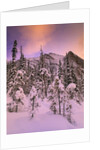 Snow Covered Trees at Lake Louise, Banff National Park, Alberta Canada by Anonymous