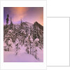 Snow Covered Trees at Lake Louise, Banff National Park, Alberta Canada by Anonymous