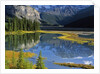 Mount Kitchener Reflected in Pond Near the Beauty Creek Hostel, Jasper National Park, Alberta, Canada by Anonymous