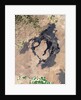 The Lava Flows of Craters of the Moon National Monument in Idaho by Anonymous