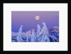 Moonset at Sunrise, Winter, Mount Seymour Provincial Park, North Vancouver, British Columbia by Anonymous