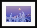 Moonset at Sunrise, Winter, Mount Seymour Provincial Park, North Vancouver, British Columbia by Anonymous