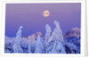 Moonset at Sunrise, Winter, Mount Seymour Provincial Park, North Vancouver, British Columbia by Anonymous