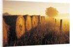 Misty Morning, Farmland and Wheat Straw Rolls, Near St. Adolphe, Manitoba, Canada by Anonymous
