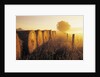 Misty Morning, Farmland and Wheat Straw Rolls, Near St. Adolphe, Manitoba, Canada by Anonymous