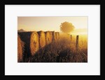 Misty Morning, Farmland and Wheat Straw Rolls, Near St. Adolphe, Manitoba, Canada by Anonymous