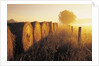 Misty Morning, Farmland and Wheat Straw Rolls, Near St. Adolphe, Manitoba, Canada by Anonymous