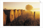 Misty Morning, Farmland and Wheat Straw Rolls, Near St. Adolphe, Manitoba, Canada by Anonymous