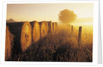 Misty Morning, Farmland and Wheat Straw Rolls, Near St. Adolphe, Manitoba, Canada by Anonymous