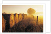 Misty Morning, Farmland and Wheat Straw Rolls, Near St. Adolphe, Manitoba, Canada by Anonymous