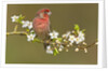 House Finch (Carpodacus Mexicanus) on Flowering Plum Tree Branch, Victoria, Vancouver Island, British Columbia, Canada by Anonymous