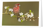 House Finch (Carpodacus Mexicanus) on Flowering Plum Tree Branch, Victoria, Vancouver Island, British Columbia, Canada by Anonymous