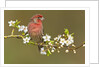 House Finch (Carpodacus Mexicanus) on Flowering Plum Tree Branch, Victoria, Vancouver Island, British Columbia, Canada by Anonymous