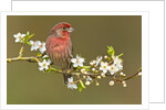 House Finch (Carpodacus Mexicanus) on Flowering Plum Tree Branch, Victoria, Vancouver Island, British Columbia, Canada by Anonymous