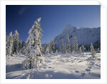 Mount Chephren and Mistaya Valley in Winter, Banff National Park, Alberta, Canada by Anonymous