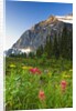 Wildflowers in Cavell Meadows with View of Mount Edith Cavell, Jasper National Park, Alberta, Canada by Anonymous
