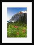 Wildflowers in Cavell Meadows with View of Mount Edith Cavell, Jasper National Park, Alberta, Canada by Anonymous
