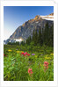 Wildflowers in Cavell Meadows with View of Mount Edith Cavell, Jasper National Park, Alberta, Canada by Anonymous