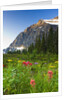Wildflowers in Cavell Meadows with View of Mount Edith Cavell, Jasper National Park, Alberta, Canada by Anonymous