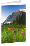Wildflowers in Cavell Meadows with View of Mount Edith Cavell, Jasper National Park, Alberta, Canada by Anonymous