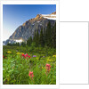 Wildflowers in Cavell Meadows with View of Mount Edith Cavell, Jasper National Park, Alberta, Canada by Anonymous