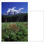 Mount Robson, 3954 M, Highest Peak in Canadian Rockies, British Columbia, Canada. by Anonymous