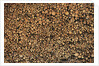 Pulp Wood Stacked in Processing Yard, British Columbia, Canada. by Anonymous