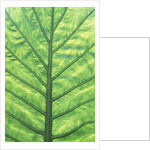 Yellow Skunk Cabbage (Lysichitum Americanum) Leaf Pattern, British Columbia, Canada. by Anonymous