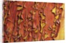 Arbutus Tree, Bark Pattern, British Columbia, Canada. by Anonymous