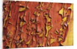 Arbutus Tree, Bark Pattern, British Columbia, Canada. by Anonymous