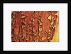 Arbutus Tree, Bark Pattern, British Columbia, Canada. by Anonymous