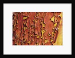 Arbutus Tree, Bark Pattern, British Columbia, Canada. by Anonymous