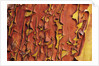 Arbutus Tree, Bark Pattern, British Columbia, Canada. by Anonymous