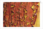 Arbutus Tree, Bark Pattern, British Columbia, Canada. by Anonymous