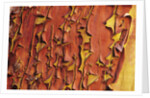 Arbutus Tree, Bark Pattern, British Columbia, Canada. by Anonymous