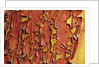 Arbutus Tree, Bark Pattern, British Columbia, Canada. by Anonymous