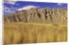 Grasslands at Farwell Canyon, British Columbia, Canada. by Anonymous