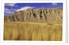 Grasslands at Farwell Canyon, British Columbia, Canada. by Anonymous
