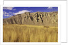 Grasslands at Farwell Canyon, British Columbia, Canada. by Anonymous