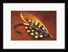 Hand Tied Atlantic Salmon Fishing Fly, British Columbia, Canada. by Anonymous