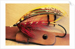 Atlantic Salmon Fly on Hat Brim, British Columbia, Canada. by Anonymous